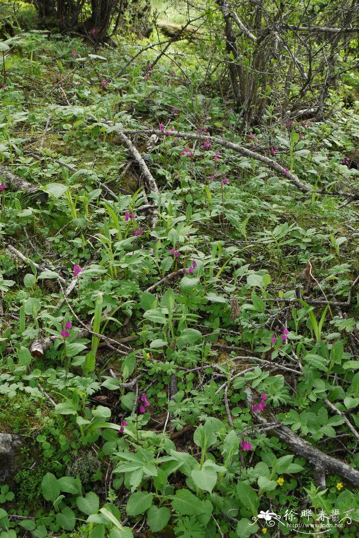 河北假报春Cortusa matthioli subsp. pekinensis 河北假报春Cortusa matthioli subsp. pekinensis