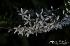 狼尾花Lysimachia barystachys
