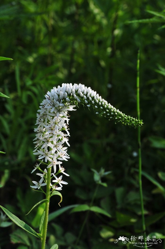 狼尾花Lysimachia barystachys 狼尾花Lysimachia barystachys