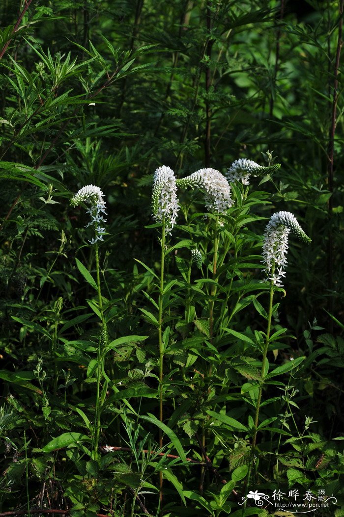 狼尾花Lysimachia barystachys 狼尾花Lysimachia barystachys