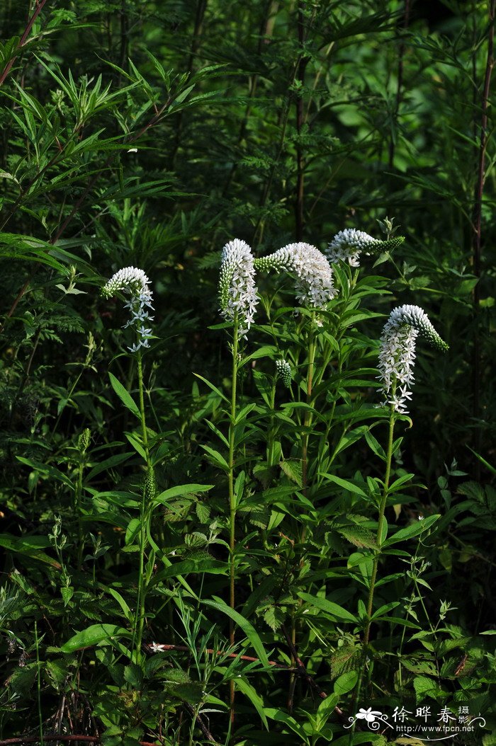 狼尾花Lysimachia barystachys