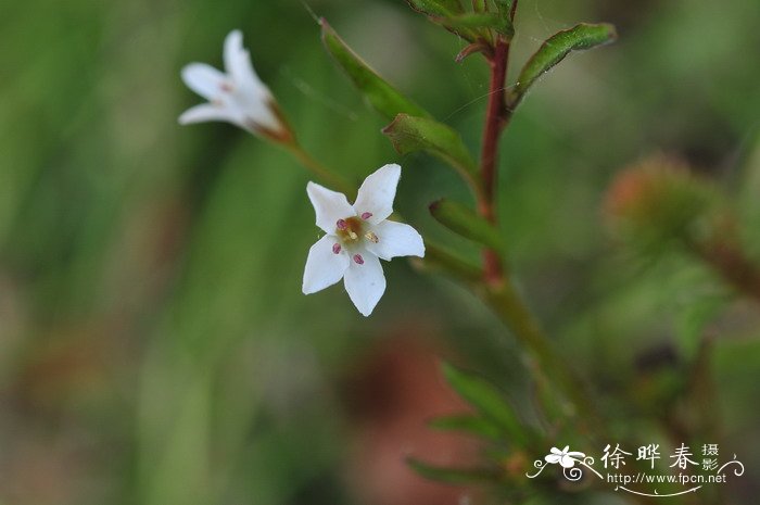 泽珍珠菜Lysimachia candida