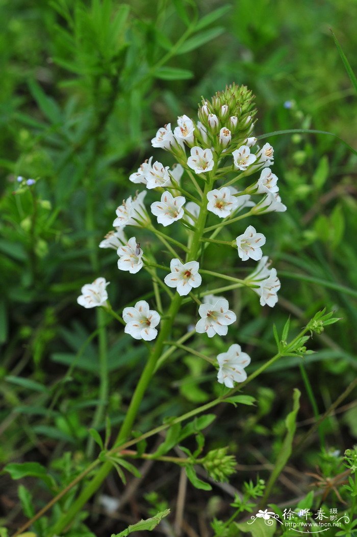 泽珍珠菜Lysimachia candida 泽珍珠菜Lysimachia candida