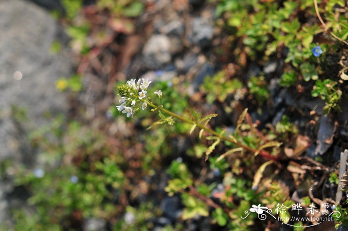 泽珍珠菜Lysimachia candida