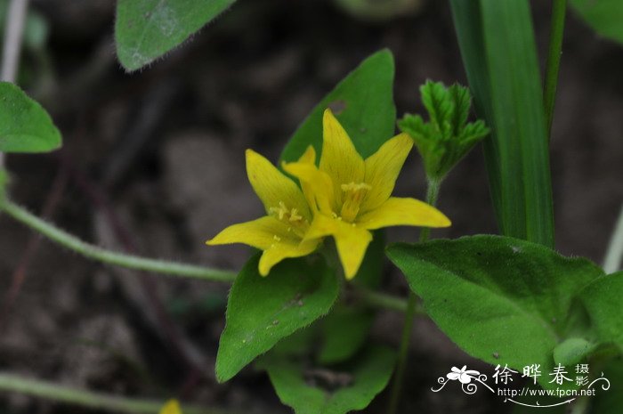 距萼过路黄Lysimachia crista-galli 距萼过路黄Lysimachia crista-galli