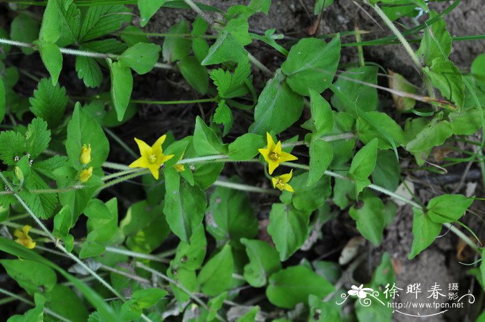 距萼过路黄Lysimachia crista-galli