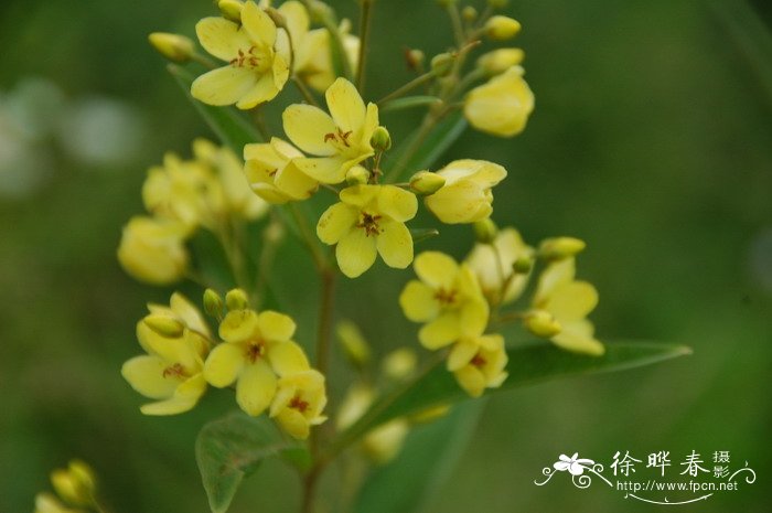 黄连花Lysimachia davurica