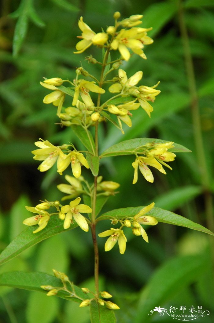 黄连花Lysimachia davurica