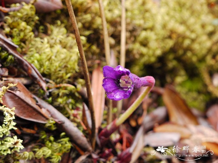 中甸独花报春Omphalogramma forrestii 中甸独花报春Omphalogramma forrestii