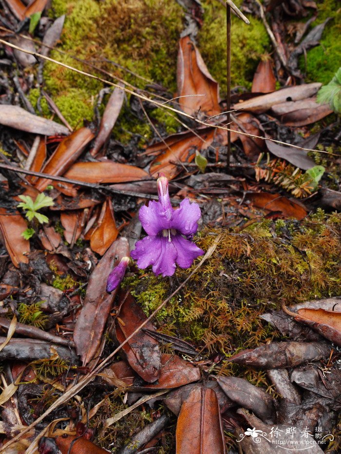 中甸独花报春Omphalogramma forrestii 中甸独花报春Omphalogramma forrestii