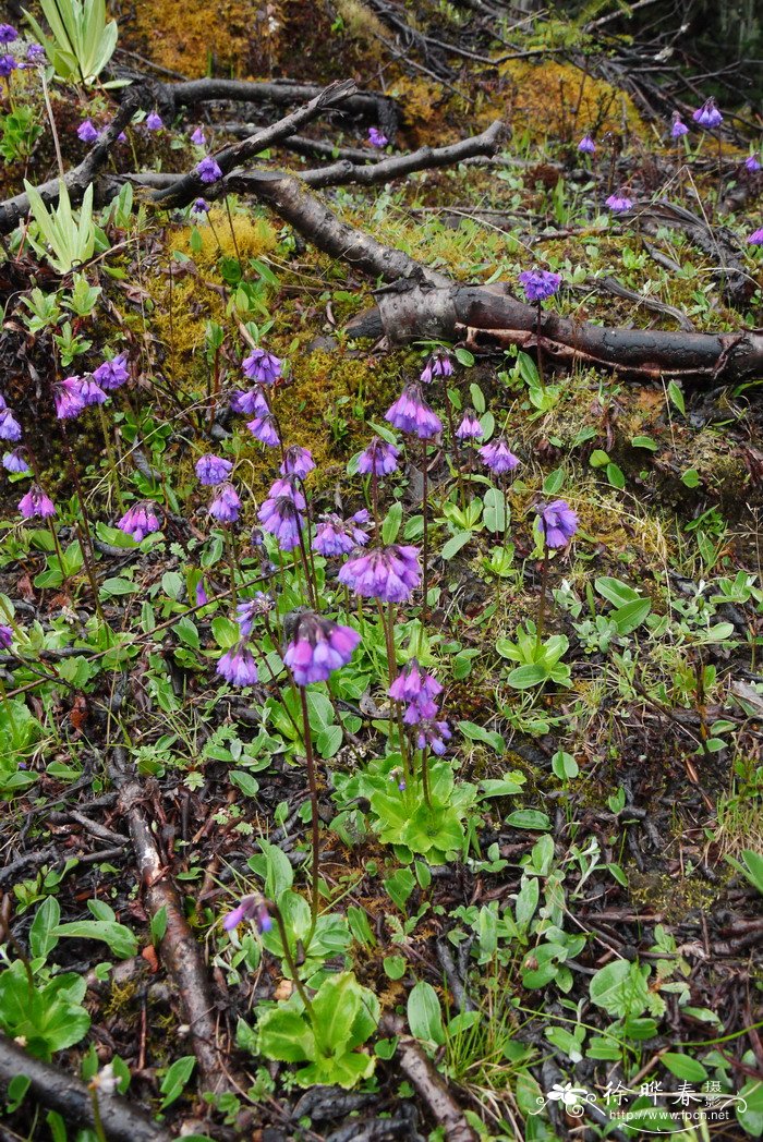 短叶紫晶报春Primula amethystina subsp. brevifolia