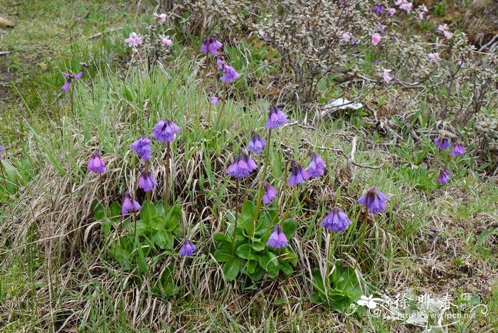 短叶紫晶报春Primula amethystina subsp. brevifolia