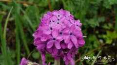 紫花雪山报春Primula chionantha