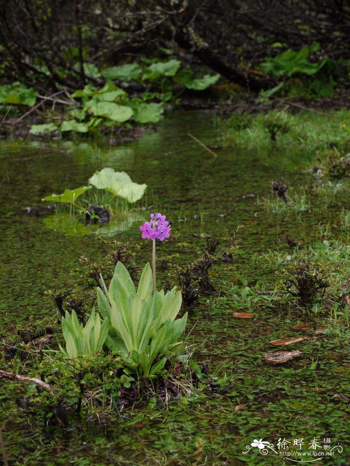 紫花雪山报春Primula chionantha 紫花雪山报春Primula chionantha