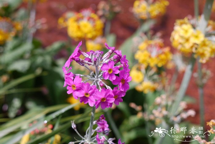 霞红灯台报春Primula beesiana