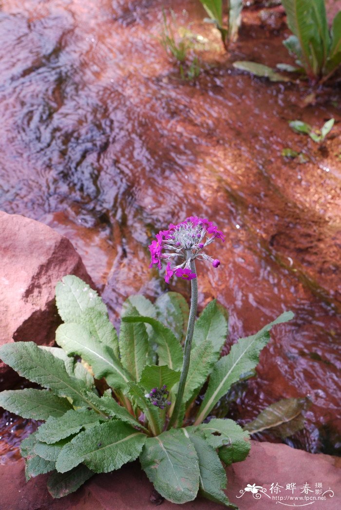霞红灯台报春Primula beesiana 霞红灯台报春Primula beesiana