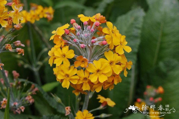 橘红灯台报春Primula bulleyana