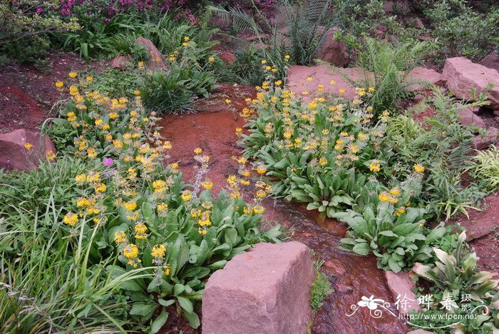 橘红灯台报春Primula bulleyana 橘红灯台报春Primula bulleyana