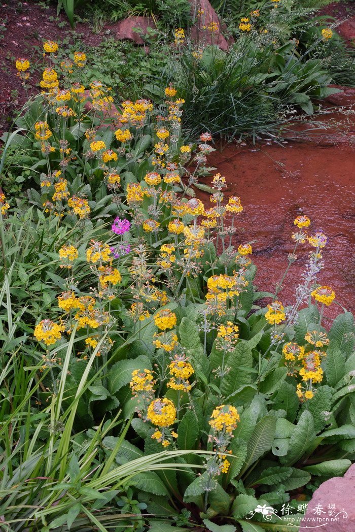 橘红灯台报春Primula bulleyana 橘红灯台报春Primula bulleyana