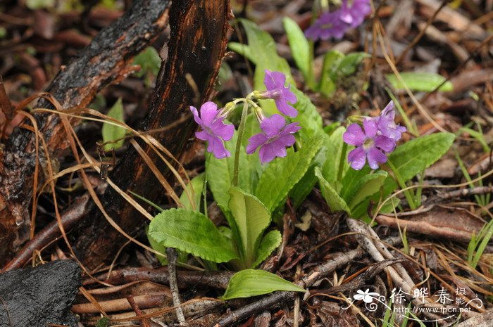 美花报春Primula calliantha 美花报春Primula calliantha