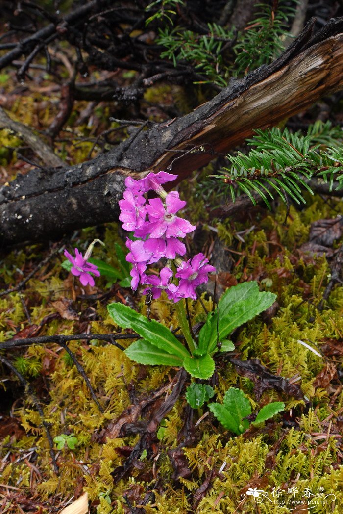 美花报春Primula calliantha 美花报春Primula calliantha