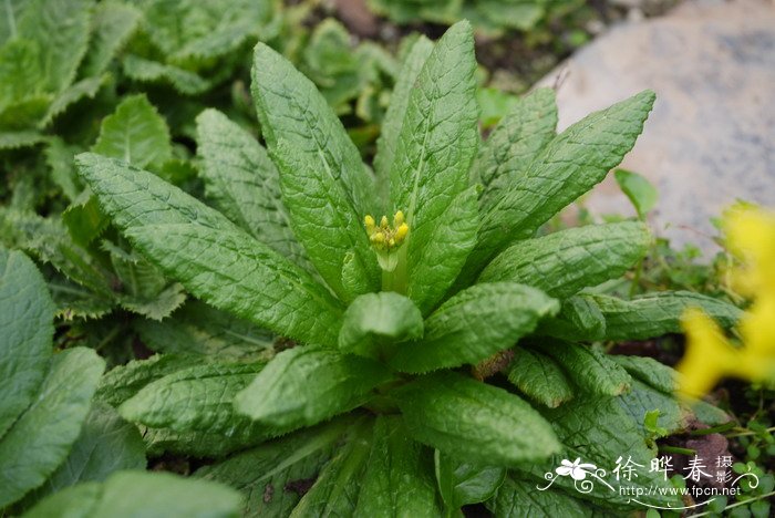 腾冲灯台报春Primula chrysochlora