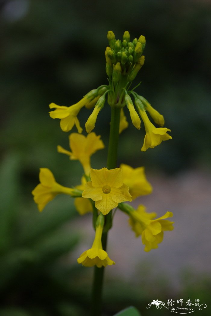 腾冲灯台报春Primula chrysochlora