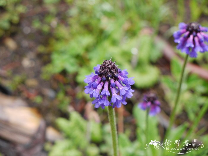 穗花报春Primula deflexa