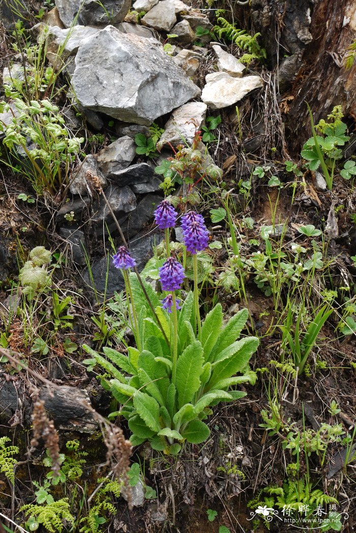 穗花报春Primula deflexa 穗花报春Primula deflexa