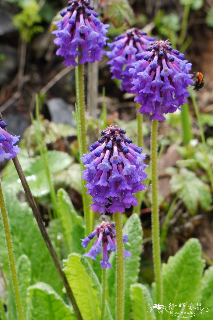 穗花报春Primula deflexa 穗花报春Primula deflexa