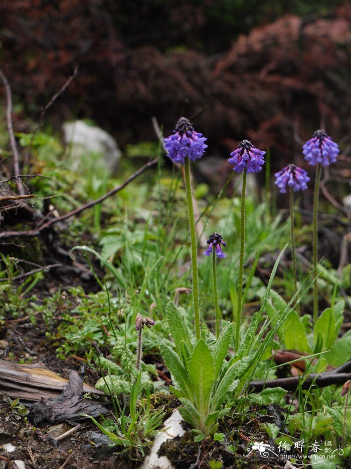 穗花报春Primula deflexa