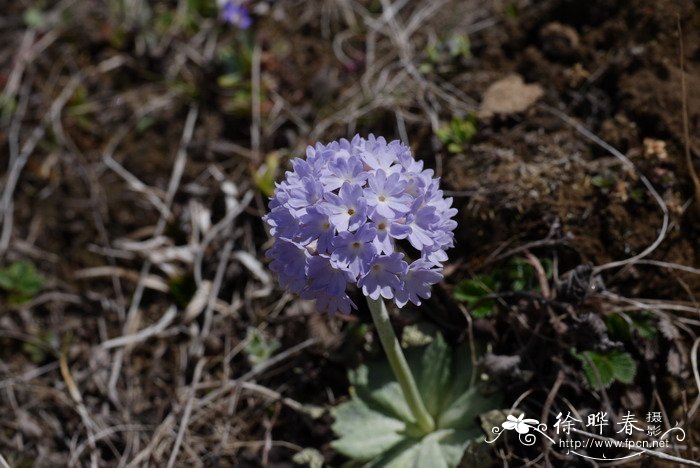 球花报春Primula denticulata
