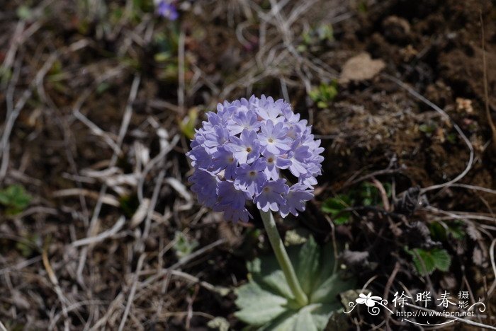 球花报春Primula denticulata 球花报春Primula denticulata