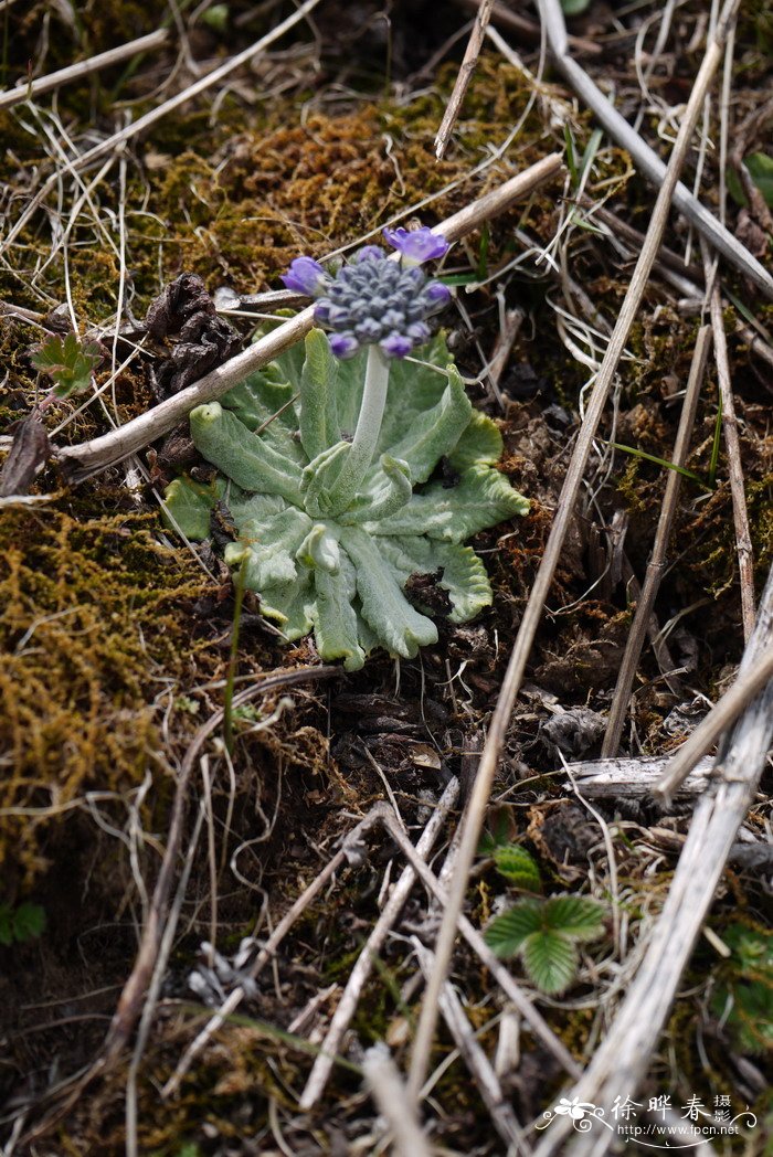 球花报春Primula denticulata 球花报春Primula denticulata