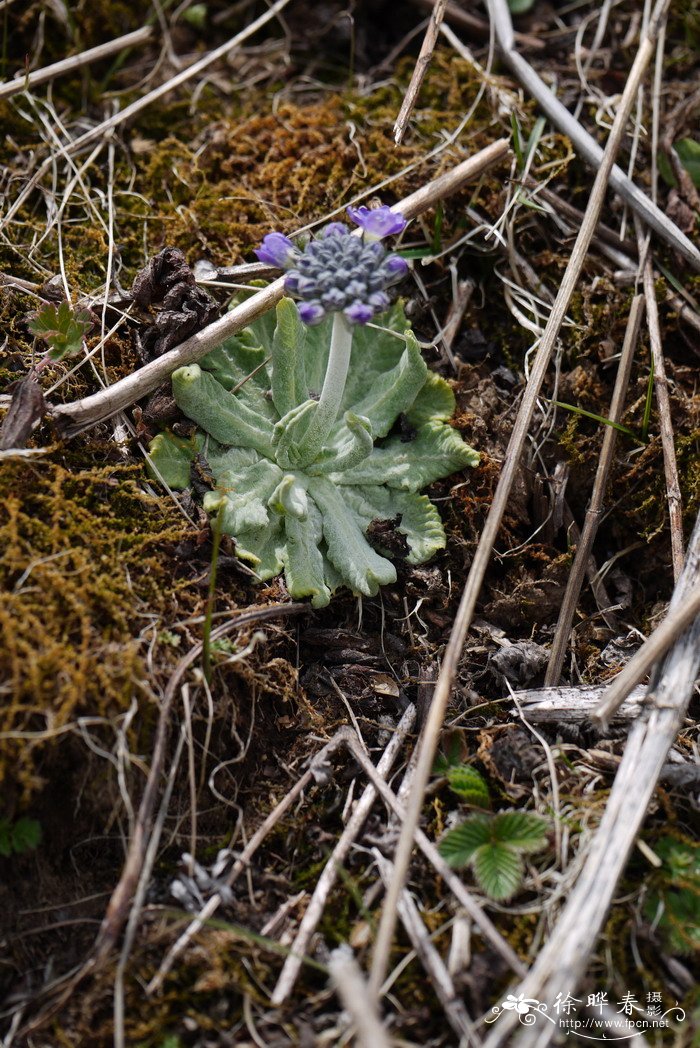 球花报春Primula denticulata