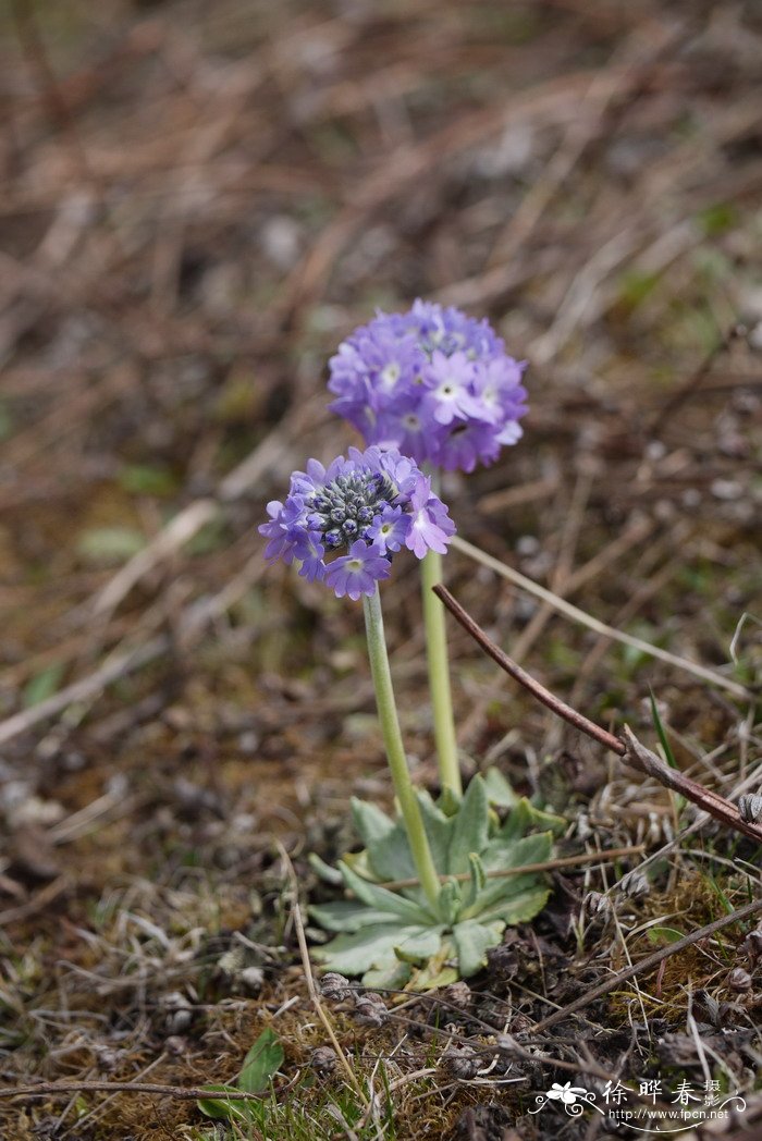 球花报春Primula denticulata