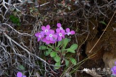 双花报春Primula diantha