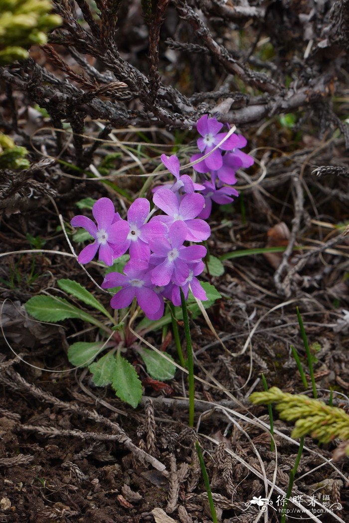 双花报春Primula diantha