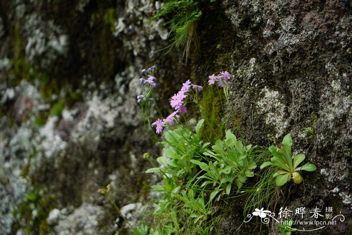 粉报春Primula farinosa 粉报春Primula farinosa