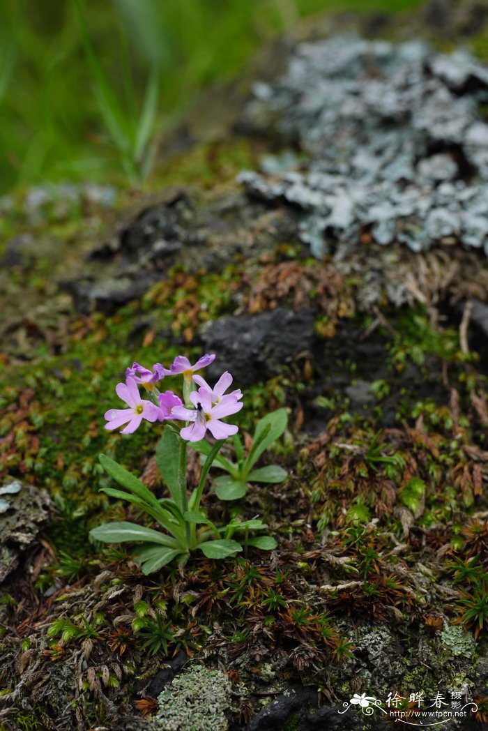 粉报春Primula farinosa 粉报春Primula farinosa
