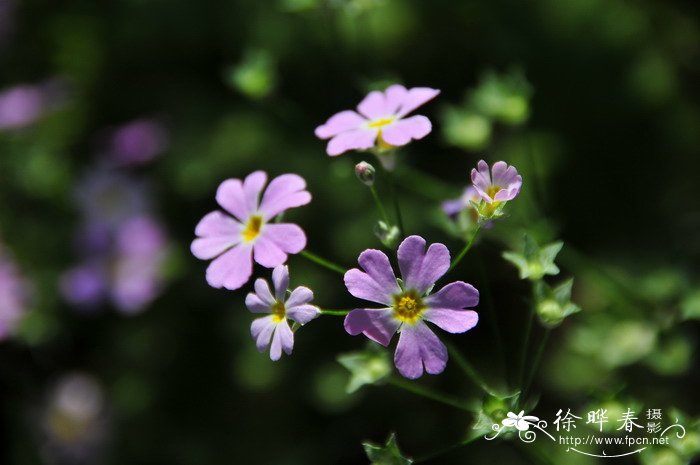 小报春Primula forbesii 小报春Primula forbesii