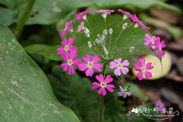 小报春Primula forbesii 小报春Primula forbesii
