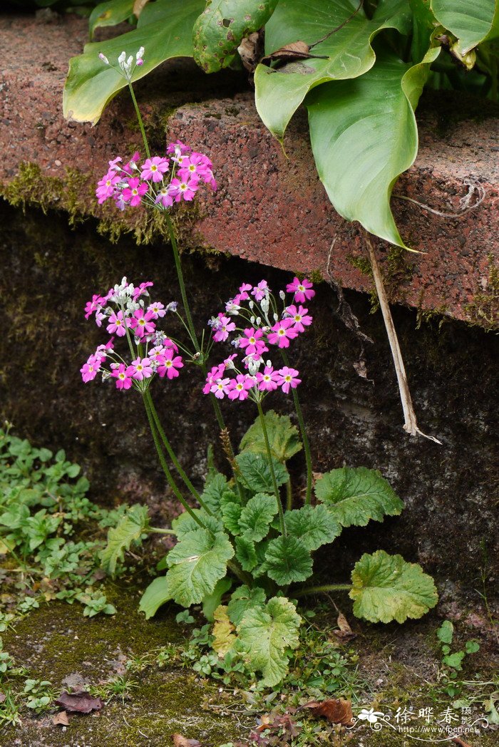小报春Primula forbesii 小报春Primula forbesii