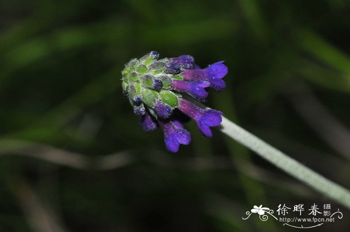 太白山紫穗报春Primula giraldiana