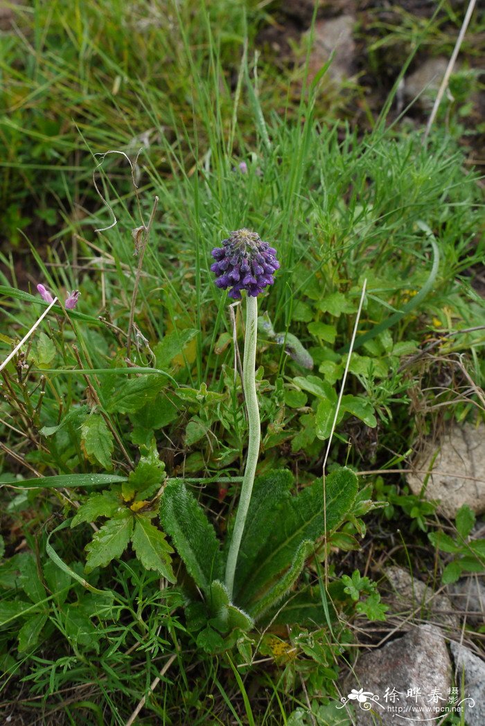 太白山紫穗报春Primula giraldiana 太白山紫穗报春Primula giraldiana
