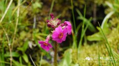 海仙报春Primula poissonii