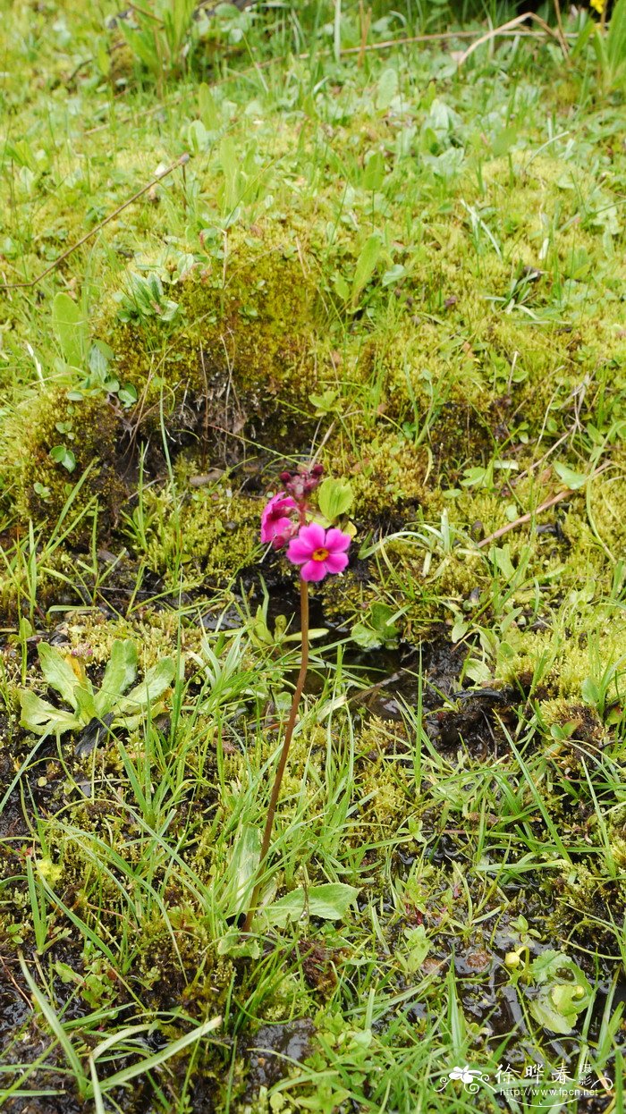 海仙报春Primula poissonii 海仙报春Primula poissonii