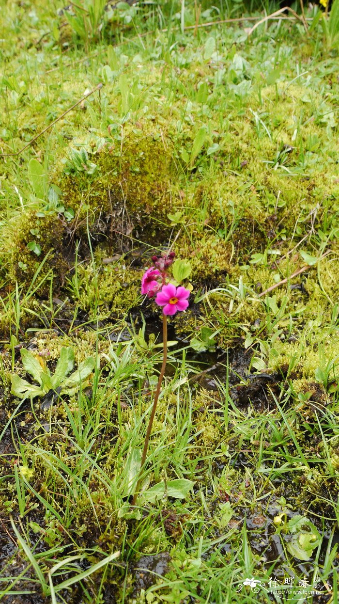 海仙报春Primula poissonii