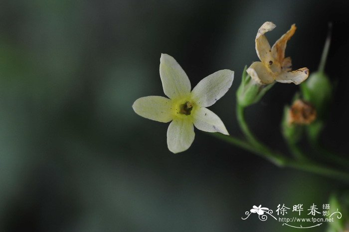 陕西报春Primula handeliana