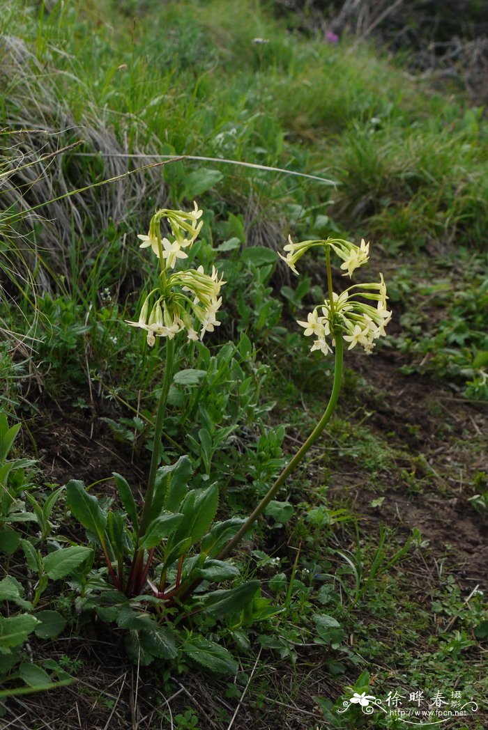 陕西报春Primula handeliana 陕西报春Primula handeliana